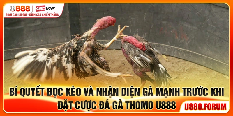 Đá Gà Thomo U888 - Đấu Trường Gà Trực Tiếp Đỉnh Cao Châu Á 3 Bí quyết đọc kèo và nhận diện gà mạnh trước khi đặt cược đá gà Thomo U888