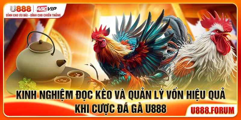 Kinh nghiệm đọc kèo và quản lý vốn hiệu quả khi cược đá gà U888