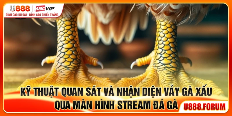 23 Vảy Gà Xấu - Bí Kíp Nhận Biết Gà Dở Trước Khi Cược 3 Kỹ thuật quan sát và nhận diện 23 vảy gà xấu khi tham gia cá cược đá gà