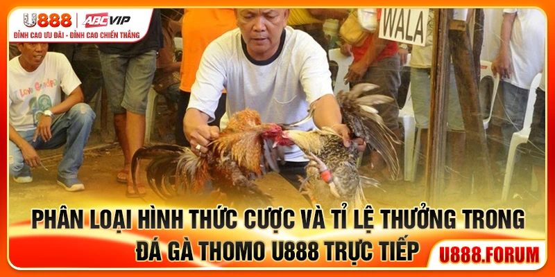 Đá Gà Thomo U888 - Đấu Trường Gà Trực Tiếp Đỉnh Cao Châu Á 2 Phân loại hình thức cược và tỉ lệ thưởng trong đá gà Thomo U888 trực tiếp