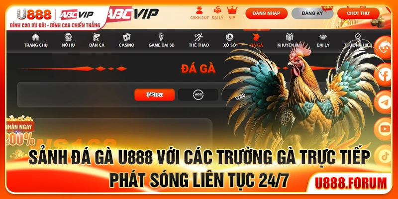 Sảnh đá gà U888 với các trường gà trực tiếp phát sóng liên tục 24/7