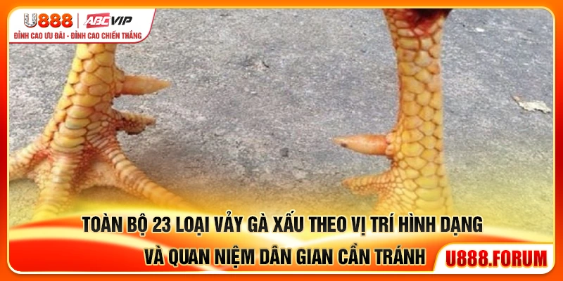 23 Vảy Gà Xấu - Bí Kíp Nhận Biết Gà Dở Trước Khi Cược 2 Toàn bộ 23 vảy gà xấu theo vị trí hình dạng và quan niệm dân gian cần tránh