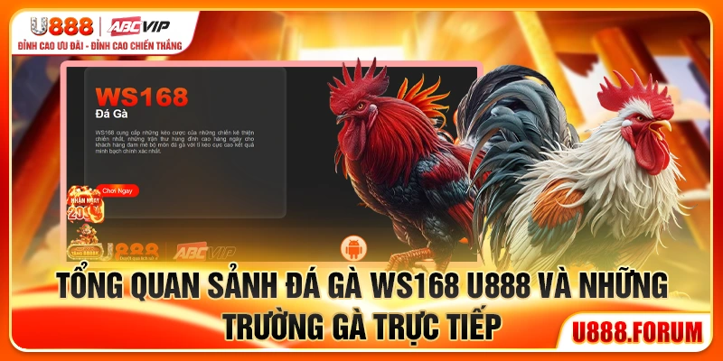 Sảnh Ws168 U888 - Stream Đỉnh, Kèo Chuẩn, Cược Liền Tay 1 Tổng quan sảnh Ws168 U888 và những trường gà trực tiếp