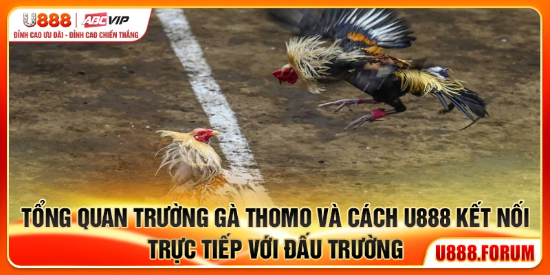 Đá Gà Thomo U888 - Đấu Trường Gà Trực Tiếp Đỉnh Cao Châu Á 1 Tổng quan trường gà Thomo và cách U888 kết nối trực tiếp với đấu trường