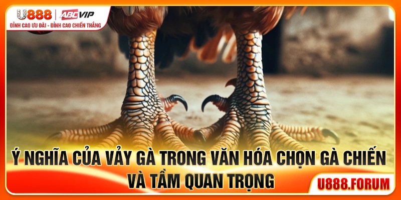 23 Vảy Gà Xấu - Bí Kíp Nhận Biết Gà Dở Trước Khi Cược 1 Ý nghĩa của 23 vảy gà xấu trong văn hóa chọn gà chiến và tầm quan trọng